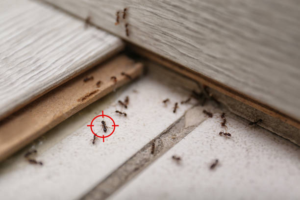 Best Local Pest Control Services  in Deenwood, GA