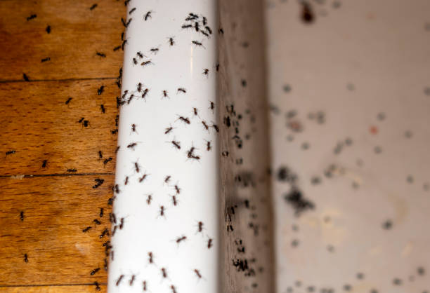 Best Pest Inspection Near Me  in Deenwood, GA
