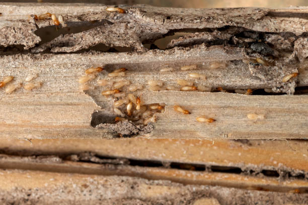 Best Termite Control Services  in Deenwood, GA